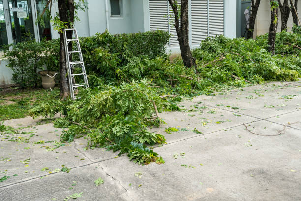 Best Tree Trimming Near Me  in Davis, CA